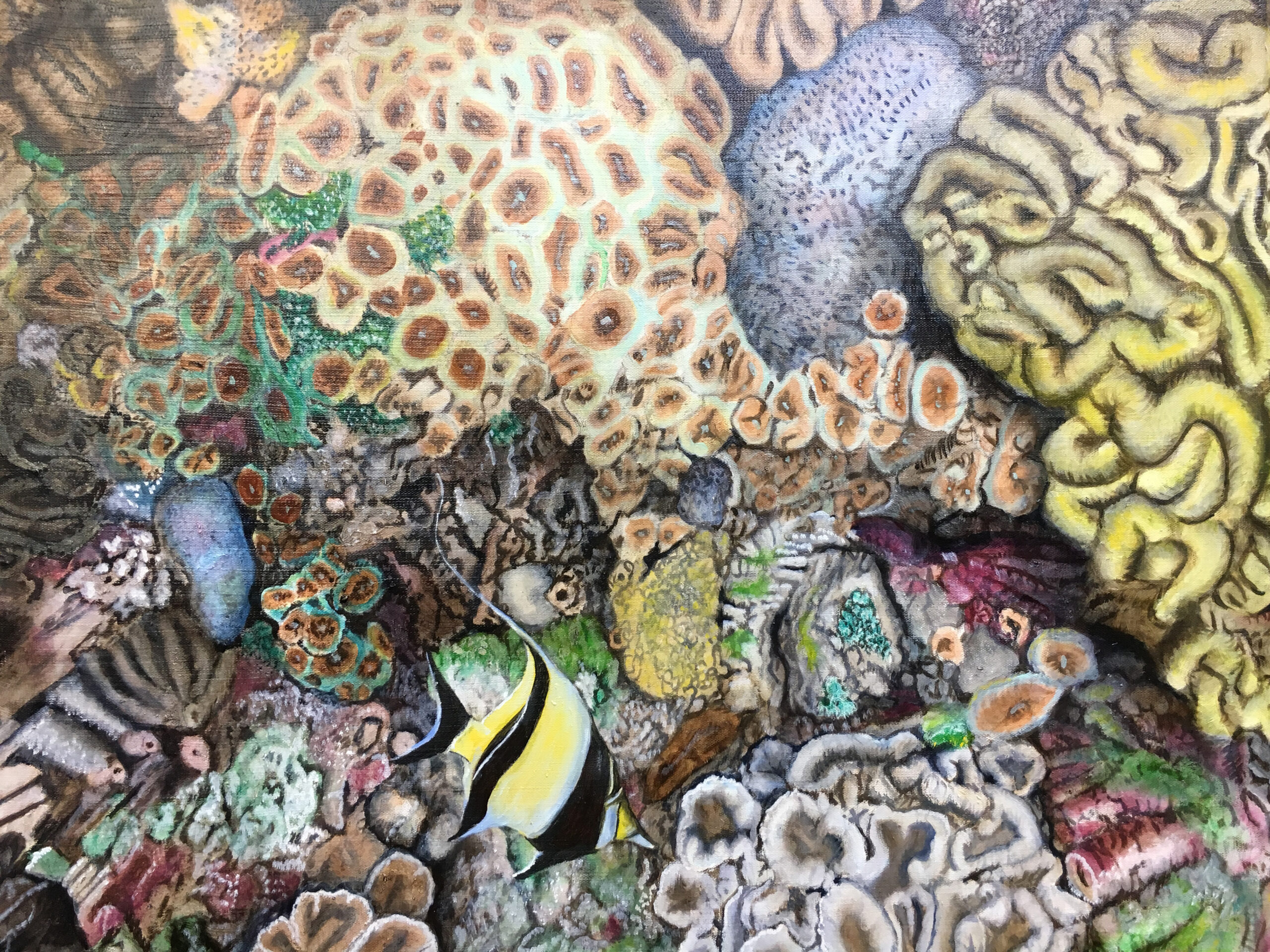 Moorish Idol amidst brain coral